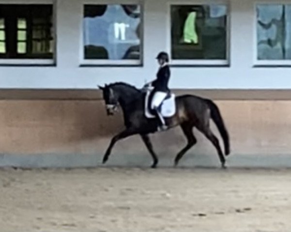 dressage horse Divine Delight (Hanoverian, 2015, from Don Index)