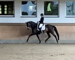 dressage horse Divine Delight (Hanoverian, 2015, from Don Index)