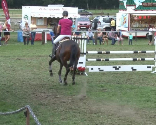 Reitturnier Nienburg 2013