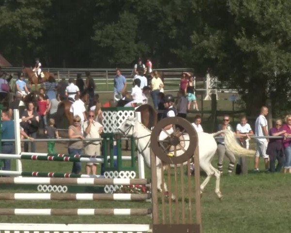 Reitsporttage an der Führser Mühle 2013