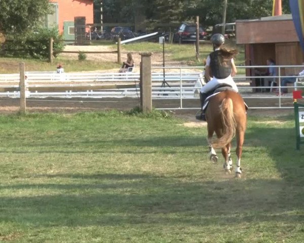 Reitsporttage an der Führser Mühle 2013