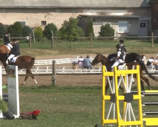 Reitturnier Nienburg 2013