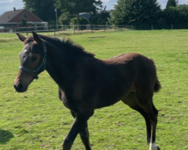 horse Stute von Clarimo /A-Dee Dee (Holsteiner, 2021, from Clarimo Ask)