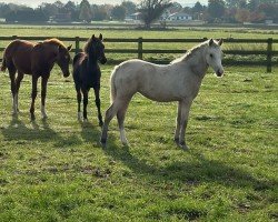 horse Dear little Darling (German Riding Pony, 2024, from Dear Mr. Date AT)
