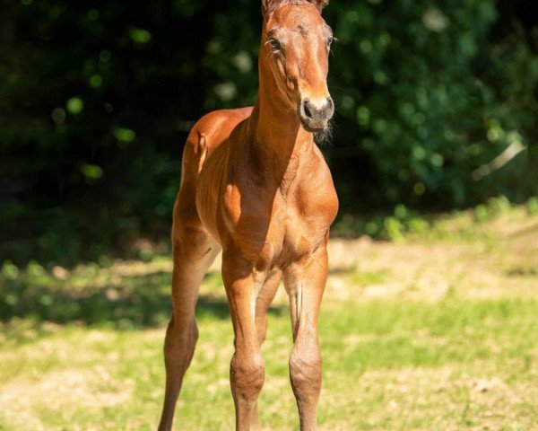 stallion Hengst von Coupe de Coeur / Contendro I (Holsteiner, 2021, from Coupe de Coeur 2)