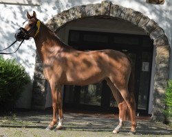 Zuchtstute Cinderella 787 (Deutsches Reitpony, 2017, von Dating AT NRW)