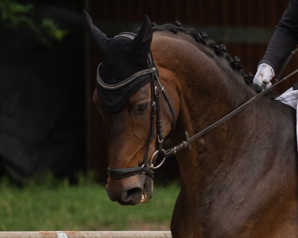 dressage horse Fynn Royal (Oldenburg, 2014, from Flake)