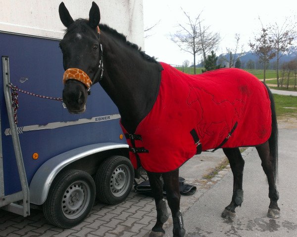 jumper Royal Diamond (Hanoverian, 1998, from Regazzoni)