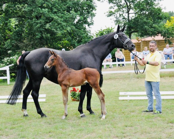 horse Real Touch of Magic (Hanoverian, 2021, from Romero Rubin)
