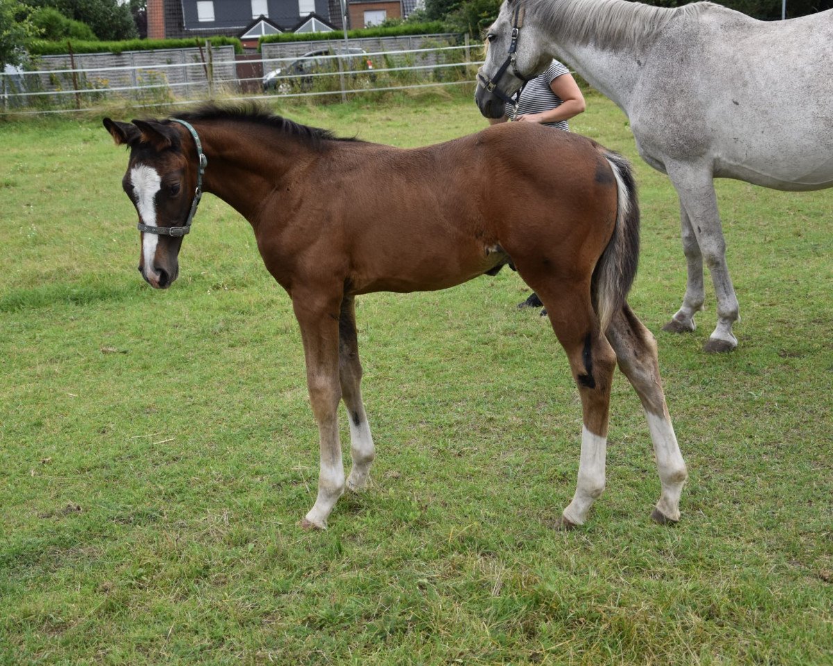 horse Davino G (Westphalian, 2021, from Don T Touch)