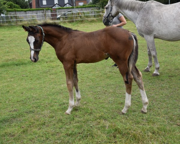 Pferd Davino G (Westfale, 2021, von DON T TOUCH)