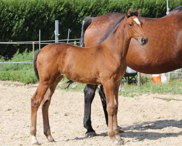 horse Careta d’ Oxerhoeve (Holsteiner, 2020, from Caretino)