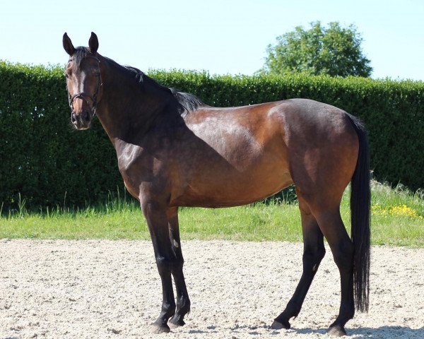 Pferd Solitude hc Z (Zangersheide Reitpferd, 2016, von Solid Gold Z)