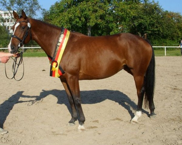 broodmare Malaenda (Hanoverian, 2002, from Markus Deak xx)