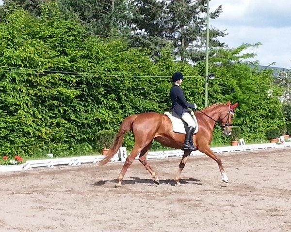 broodmare Wunschtraum 87 (Hanoverian, 2004, from Worldly I)