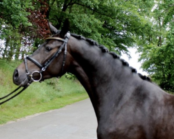 dressage horse Donna Karla 3 (Oldenburg show jumper, 2011, from Diarado)