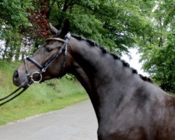 Dressurpferd Donna Karla 3 (Oldenburger Springpferd, 2011, von Diarado)
