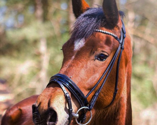 broodmare Jaya 3 (KWPN (Royal Dutch Sporthorse), 2014, from Gaillard de La Pomme)