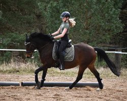 dressage horse Deseré MG (German Riding Pony, 2010, from Doctor House)