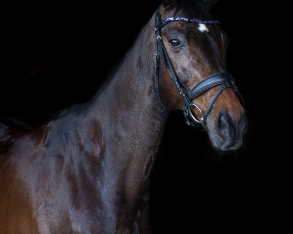 dressage horse Tarabas 26 (German Sport Horse, 2005, from Tullamore)