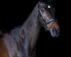 dressage horse Tarabas 26 (German Sport Horse, 2005, from Tullamore)
