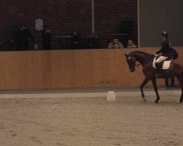 Reitturnier Güstrow/Cavallo Arena 2021