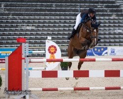jumper Baloua 3 (Hanoverian, 2014, from Balou du Rouet)