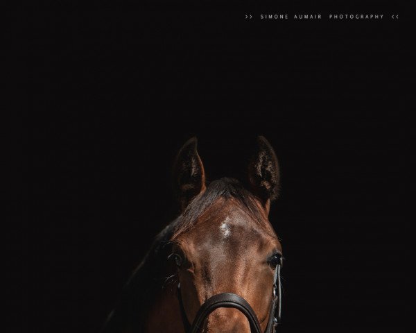 horse Fernandez VW (Austrian Warmblood, 2020, from Faberge Ep)
