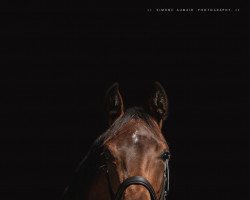 horse Fernandez VW (Austrian Warmblood, 2020, from Faberge Ep)