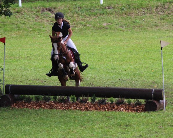 Pferd Next Level (KWPN (Niederländisches Warmblut), 2014)