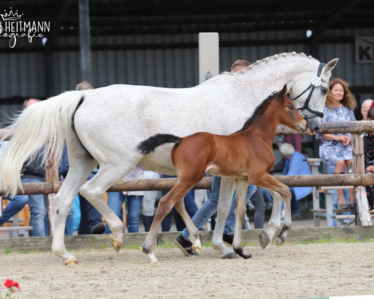 horse Hengst von Crime is Colin / Cassiano (Westphalian, 2021, from Crime is Colin)