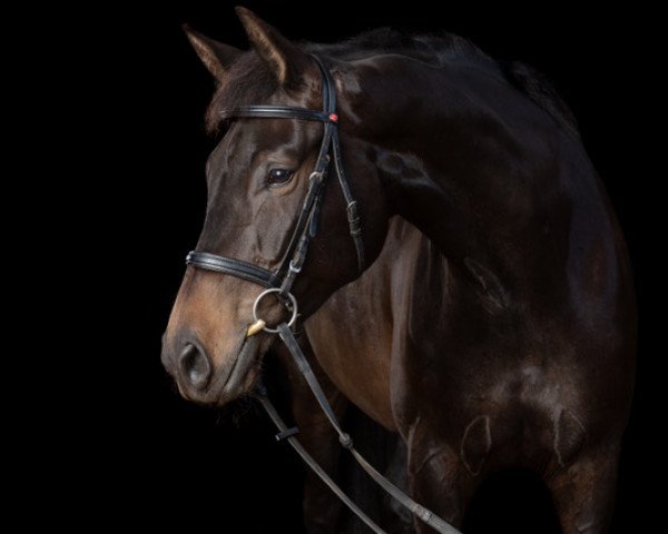 horse Carina (Oldenburg, 2011, from Checkland)