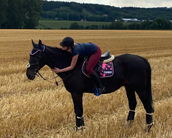 horse Gehtano (Mecklenburg, 1992, from Grabensee)