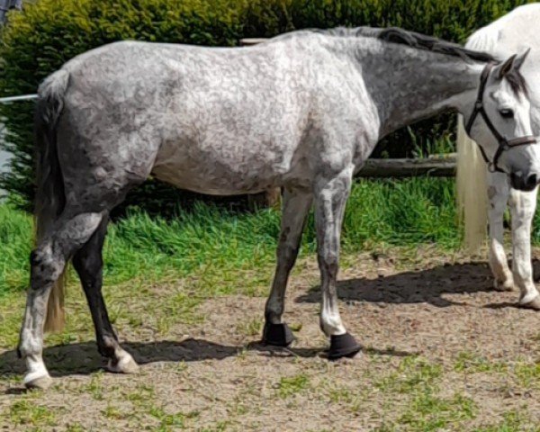 broodmare Ibriz/ Isy (Holsteiner, 2016, from Caitano)