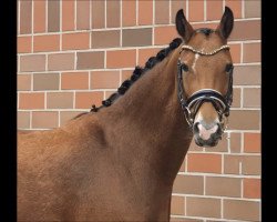 jumper Tiny Princess (German Riding Pony, 2016, from The Braes My Mobility)