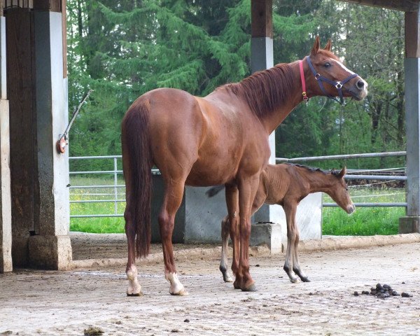horse Donna Piccola (Württemberger, 2010, from Don Diamond)