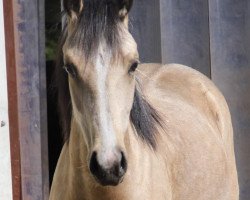 Pferd Desert Queen MR (Deutsches Reitpony, 2018, von Newlands Day by Day)
