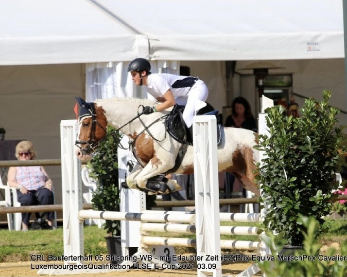 jumper Tammi 6 (Pinto / Hunter, 2005, from Mescalero 29)