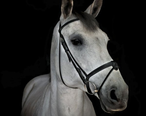 broodmare Samantha 191 (Oldenburg show jumper, 2009, from Stakkatol)