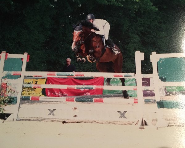 jumper Carla 151 (Hanoverian, 2008, from Comte)