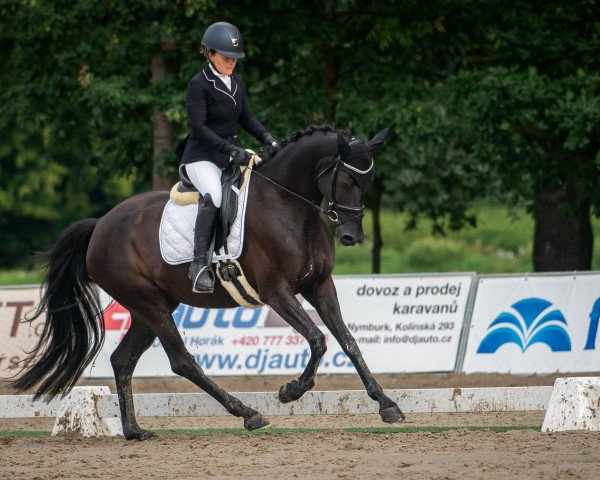 horse Fleur de Lis (Oldenburg, 2017, from Birkhof's Fair Game OLD)