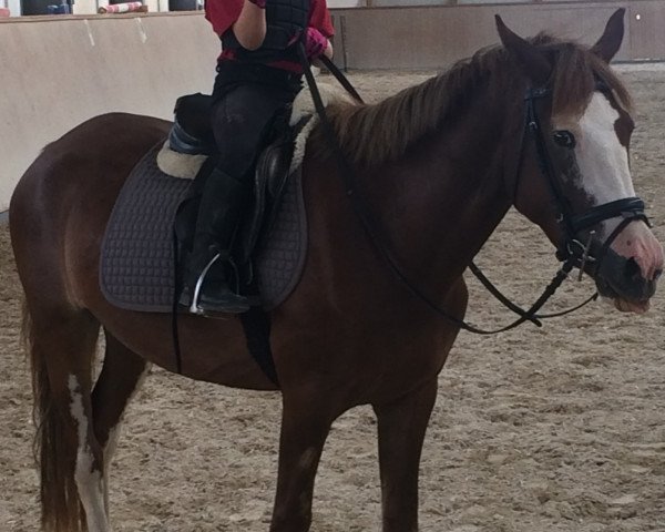 broodmare Boa Island Lady (Connemara Pony, 2014, from Corbally Star)