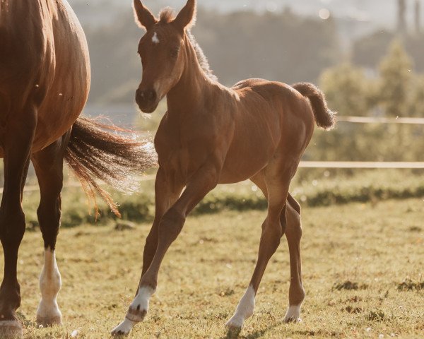 horse Caja'chee's Daydream (Swiss Warmblood, 2021, from Copain du Perchet CH)