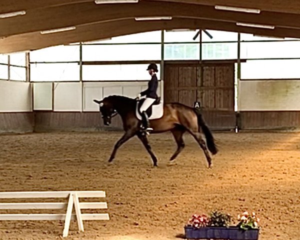 horse Florena Von Bo (Hanoverian, 2015, from Finest)