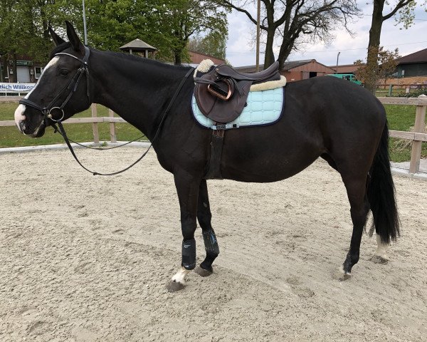 jumper Summerdream 10 (German Sport Horse, 2015, from Tipsy's Pet xx)