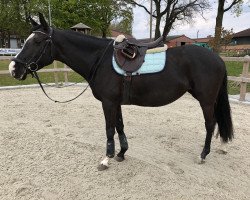 jumper Summerdream 10 (German Sport Horse, 2015, from Tipsy's Pet xx)