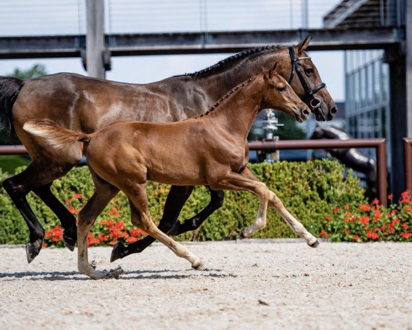 horse Lady Dragonfly (Oldenburg show jumper, 2021, from Falaise de Muze)