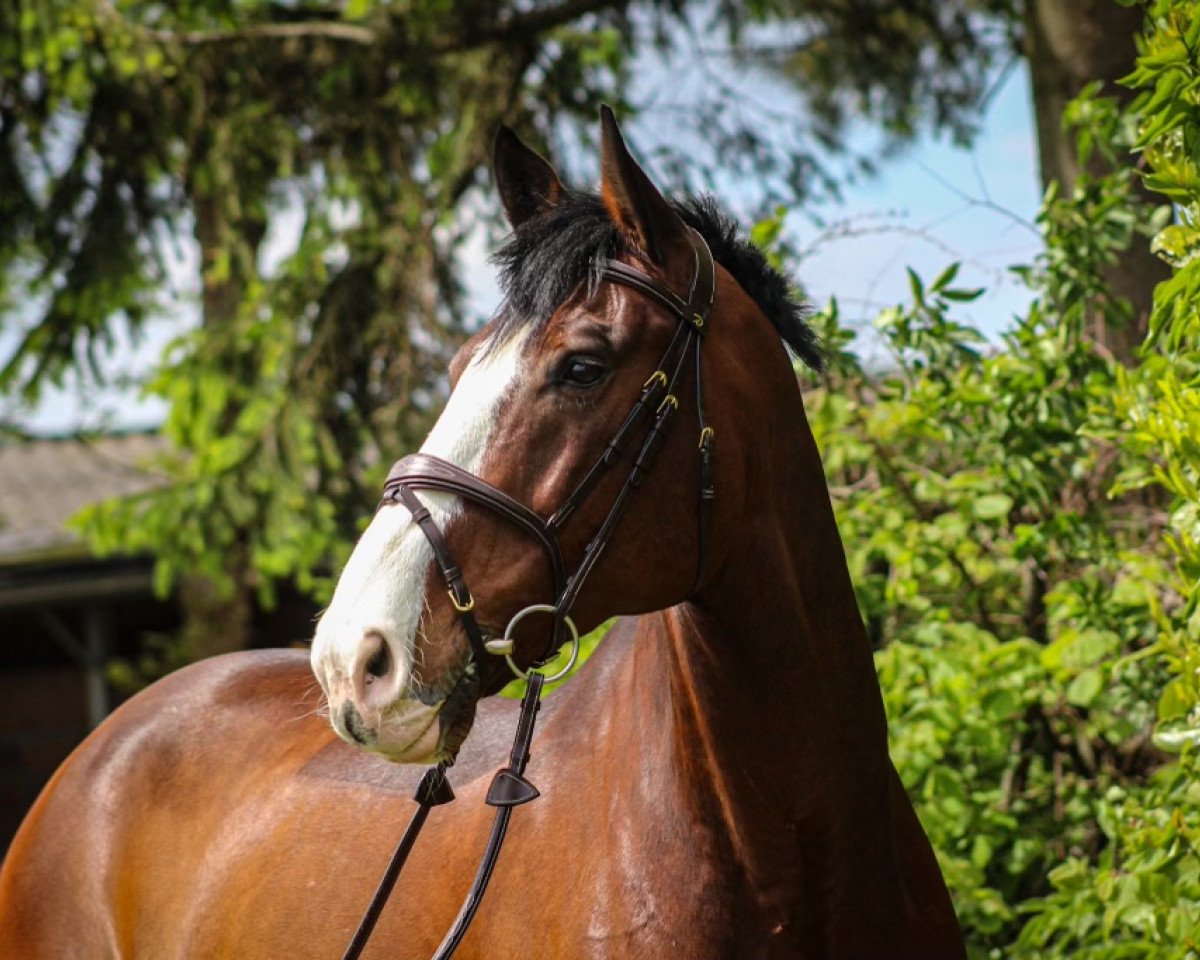 jumper Ciao Calimero (Holsteiner, 2012, from Casquetto)