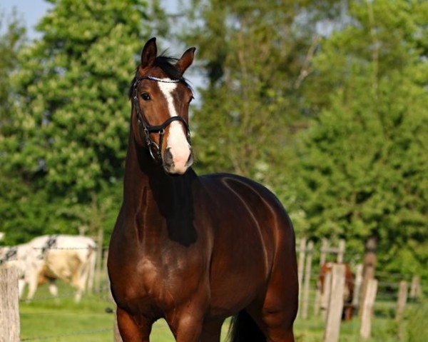 Pferd Akira (Westfale, 2015, von Apollon) Pferd Akira (Westfale, 2015, von Apollon)