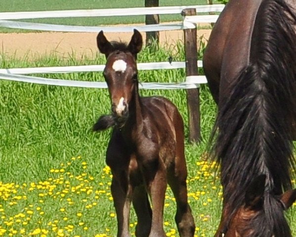 horse First Royal (Hanoverian, 2015, from Feedback 16)
